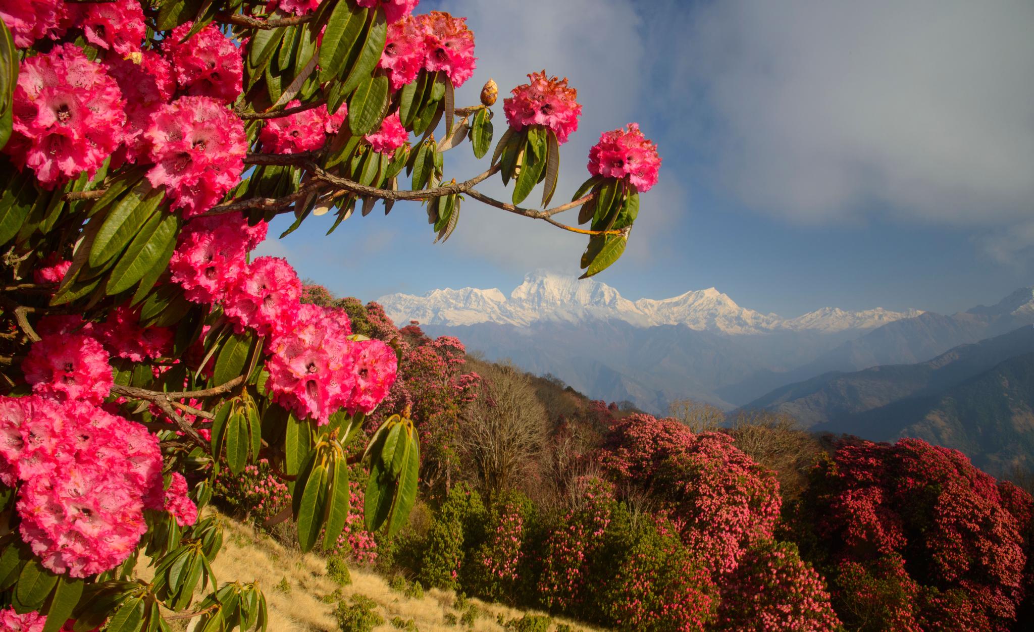 Nepal