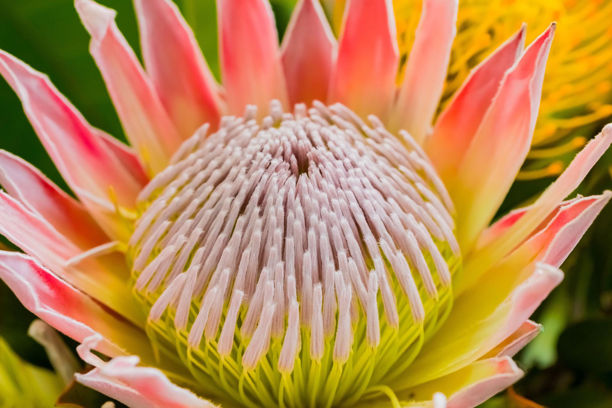 South Africa