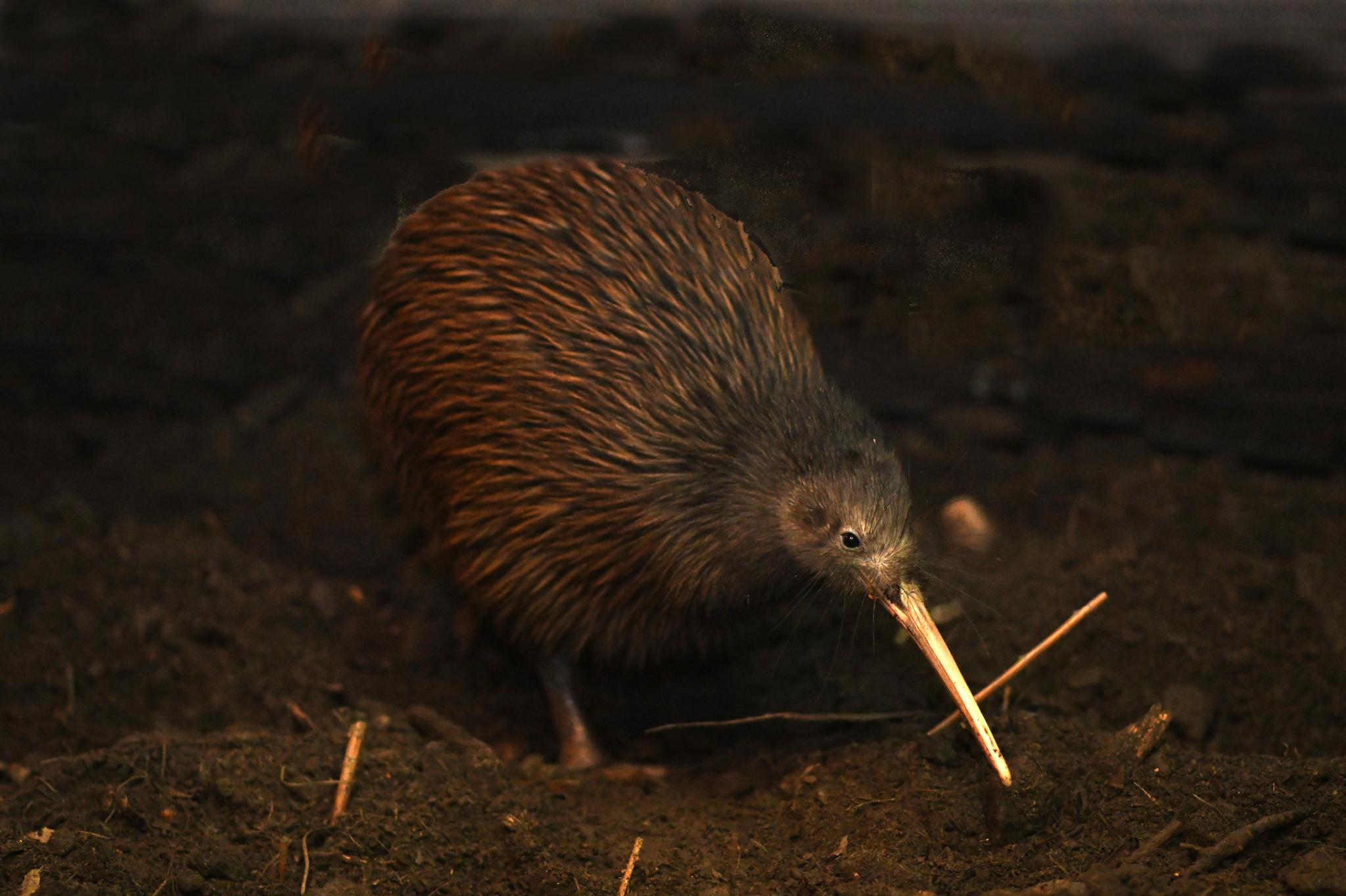 New Zealand