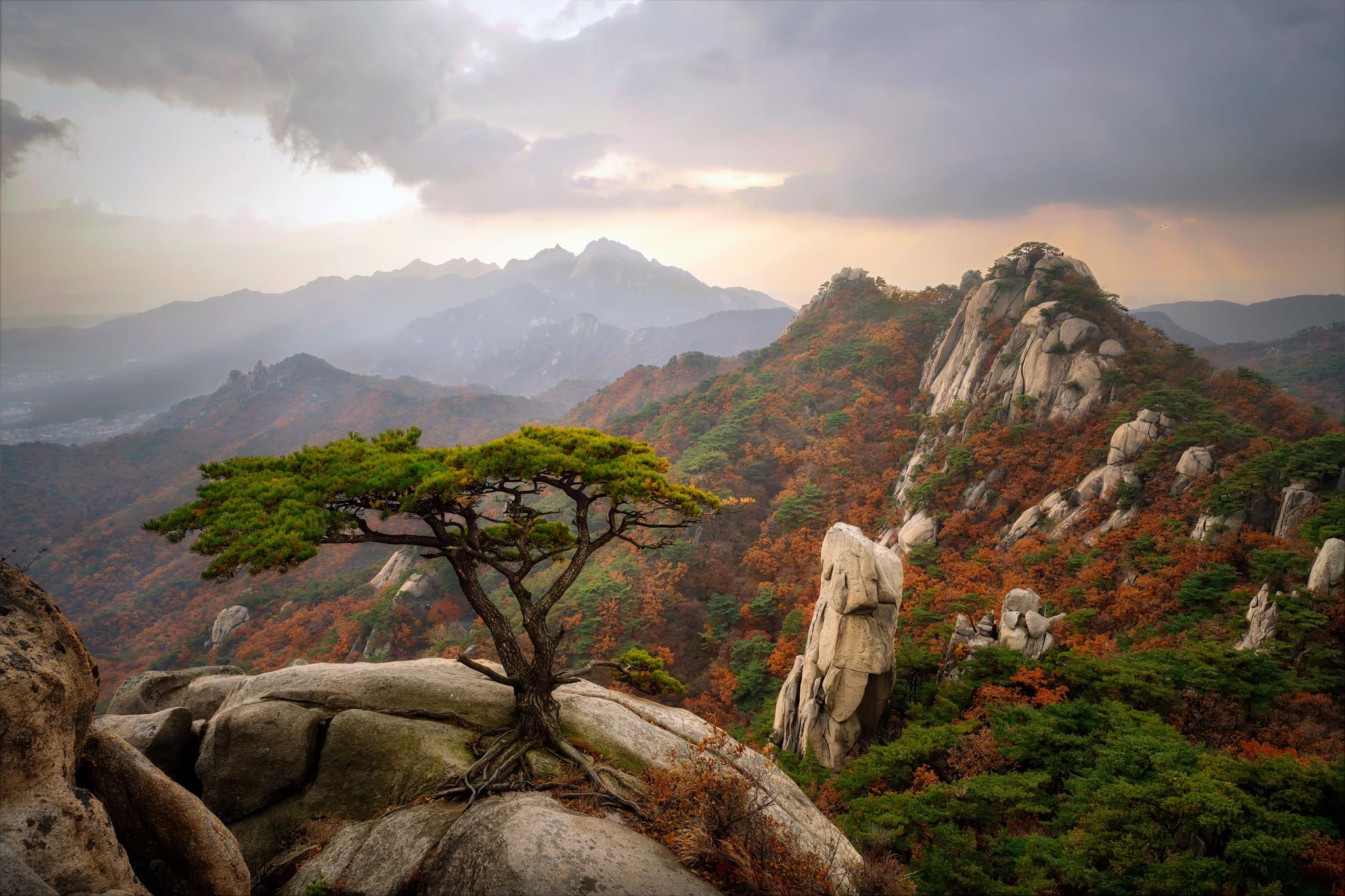 Shi Ying Wong