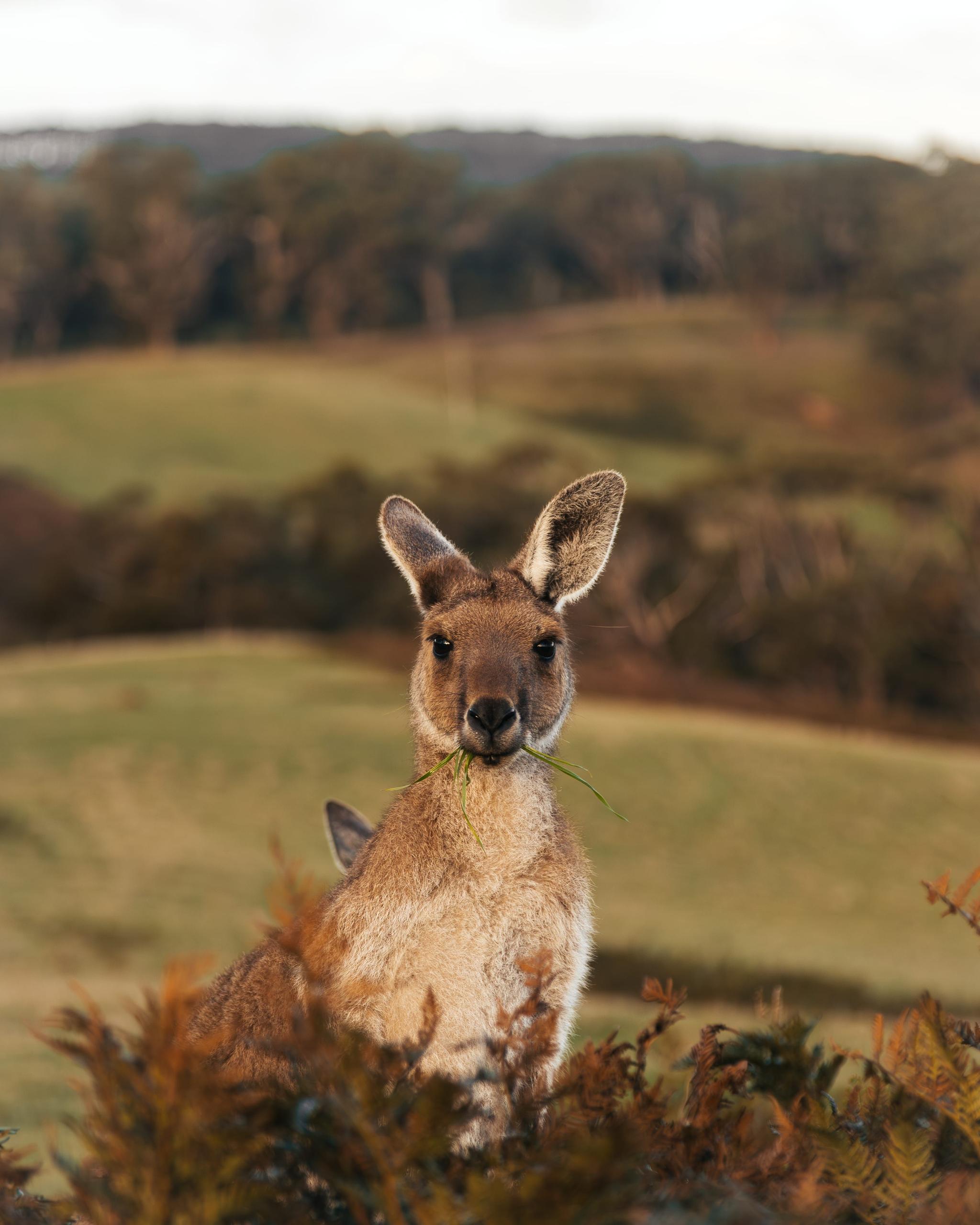 Australia
