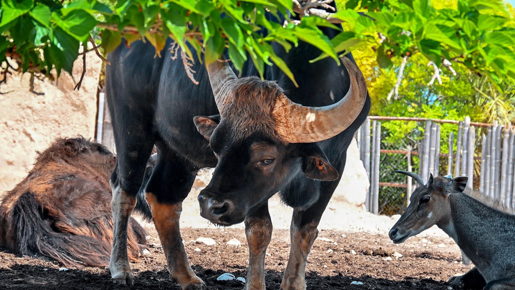 Cambodia