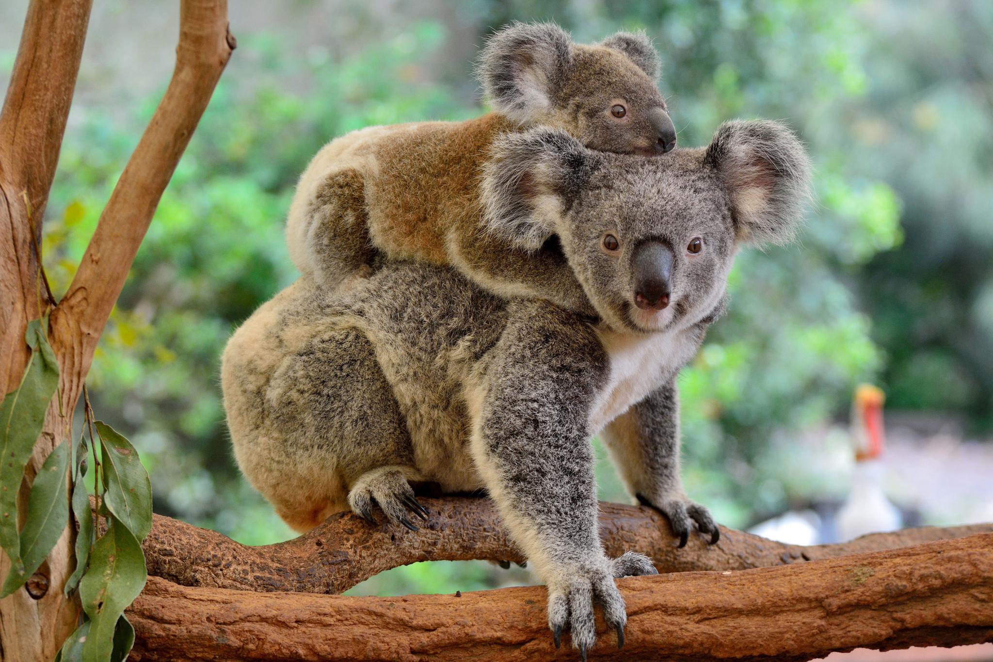 Australia